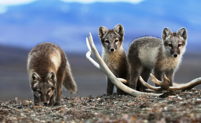 Обои картинки фото животные, песцы, рога, тундра