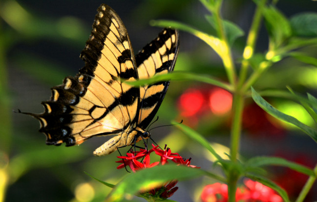 Обои картинки фото животные, бабочки,  мотыльки,  моли, бабочка