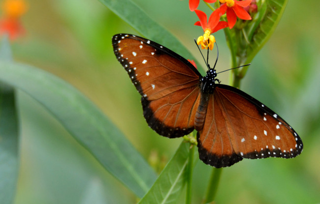Обои картинки фото животные, бабочки,  мотыльки,  моли, бабочка