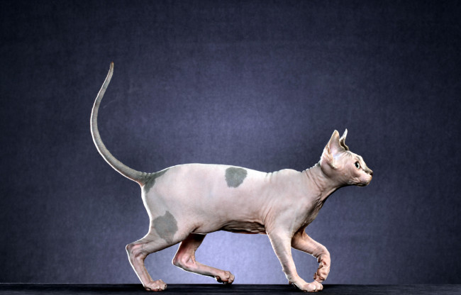 Обои картинки фото животные, коты, млекопитающее, животное, порода, фон