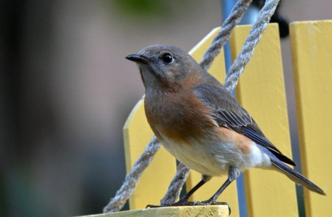 Обои картинки фото животные, птицы, птичка