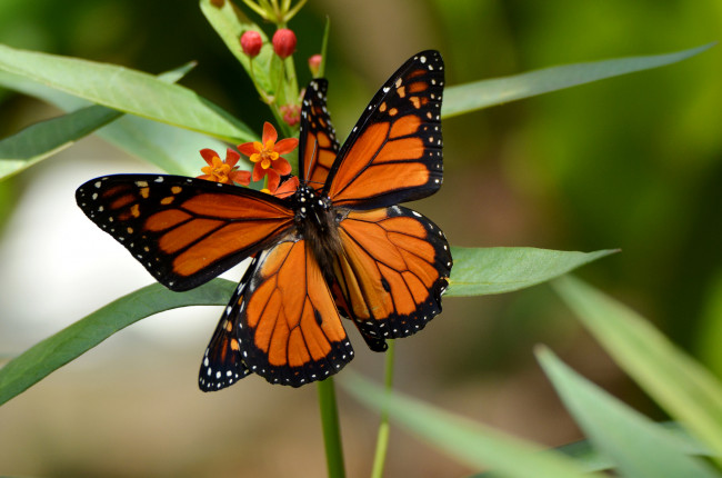 Обои картинки фото животные, бабочки,  мотыльки,  моли, бабочка