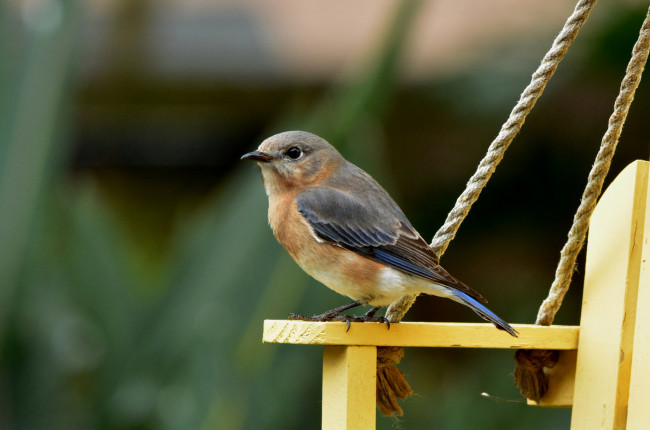 Обои картинки фото животные, птицы, птичка