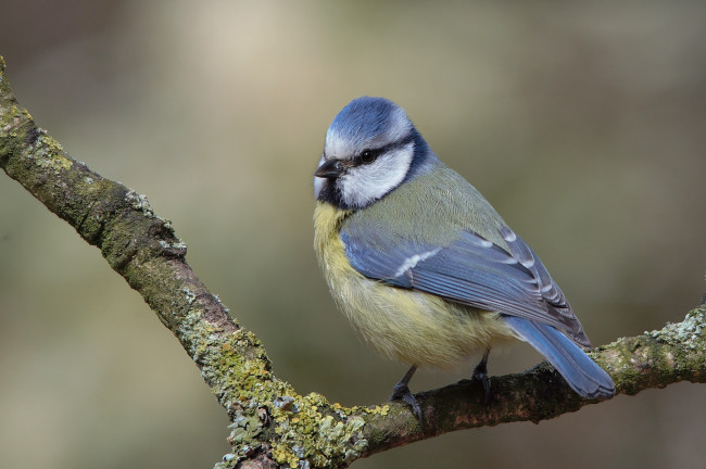 Обои картинки фото животные, синицы,  лазоревки, птичка