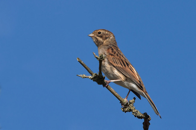 Обои картинки фото животные, воробьи, птичка