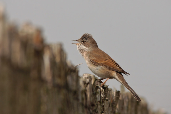 Обои картинки фото животные, птицы, птичка