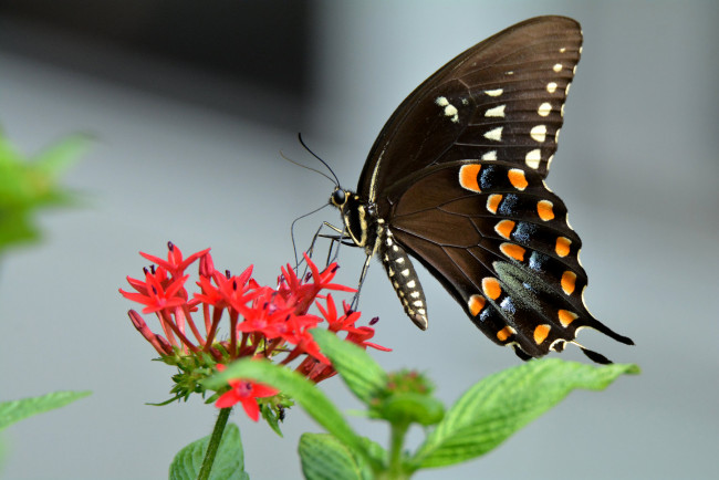 Обои картинки фото животные, бабочки,  мотыльки,  моли, бабочка