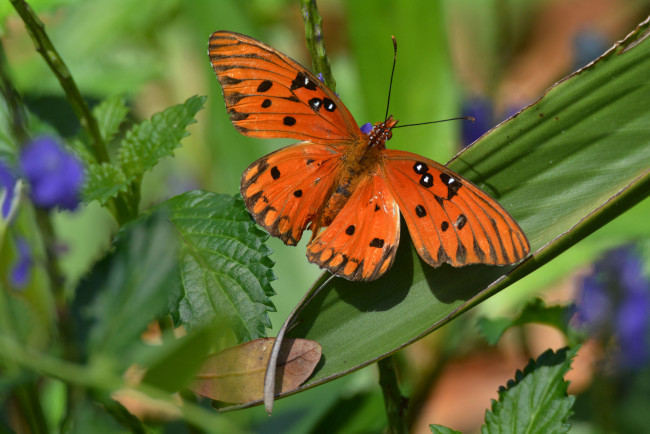 Обои картинки фото животные, бабочки,  мотыльки,  моли, бабочка