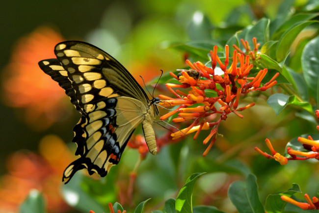 Обои картинки фото животные, бабочки,  мотыльки,  моли, бабочка