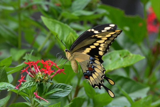 Обои картинки фото животные, бабочки,  мотыльки,  моли, бабочка