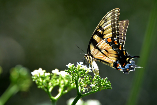 Обои картинки фото животные, бабочки,  мотыльки,  моли, бабочка