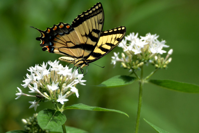 Обои картинки фото животные, бабочки,  мотыльки,  моли, бабочка