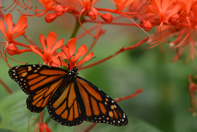 Обои картинки фото животные, бабочки,  мотыльки,  моли, бабочка