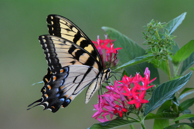 Обои картинки фото животные, бабочки,  мотыльки,  моли, бабочка