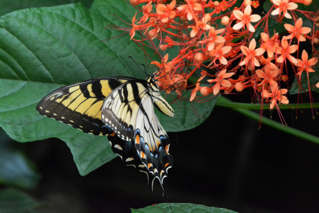 Обои картинки фото животные, бабочки,  мотыльки,  моли, бабочка