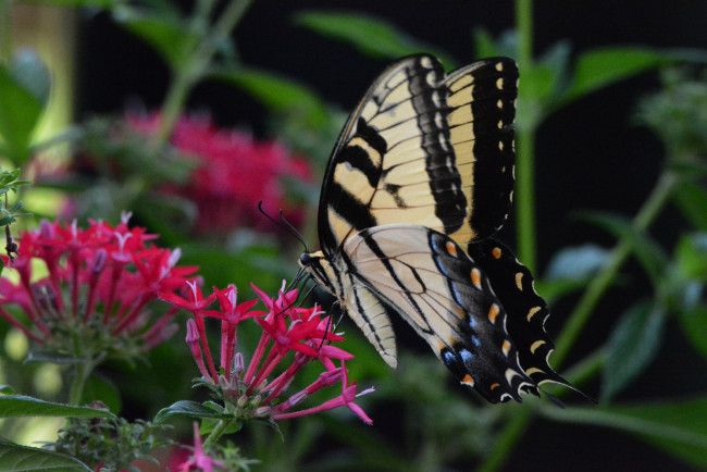 Обои картинки фото животные, бабочки,  мотыльки,  моли, бабочка