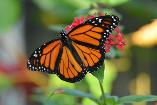 Обои картинки фото животные, бабочки,  мотыльки,  моли, бабочка