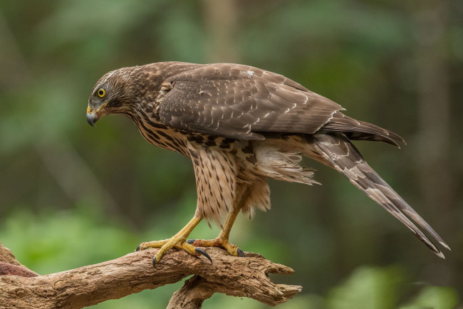 Обои картинки фото животные, птицы - хищники, птичка