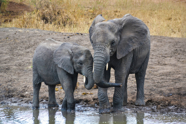 Обои картинки фото животные, слоны, слон