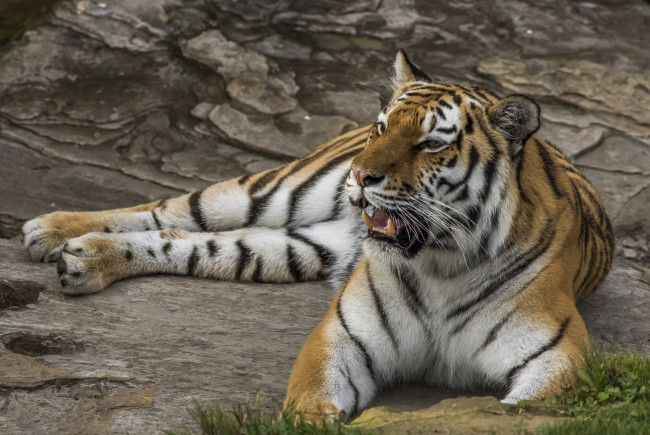 Обои картинки фото животные, тигры, хищник