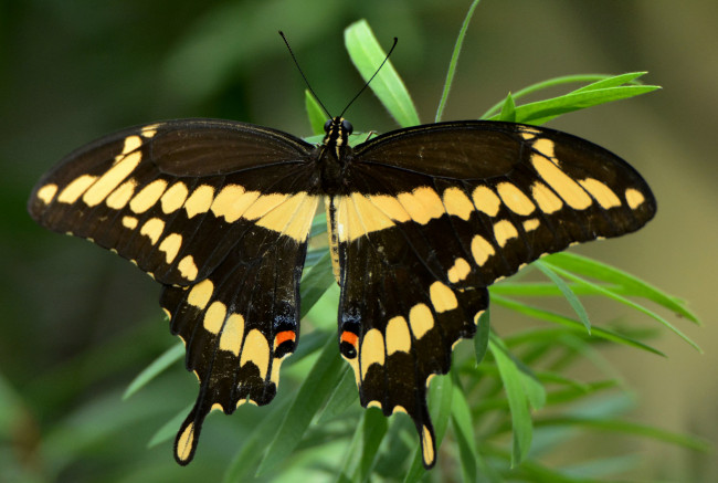 Обои картинки фото животные, бабочки,  мотыльки,  моли, бабочка