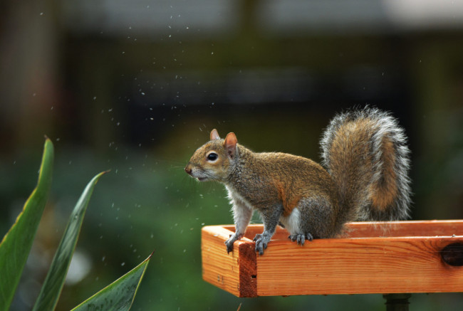 Обои картинки фото животные, белки, белка