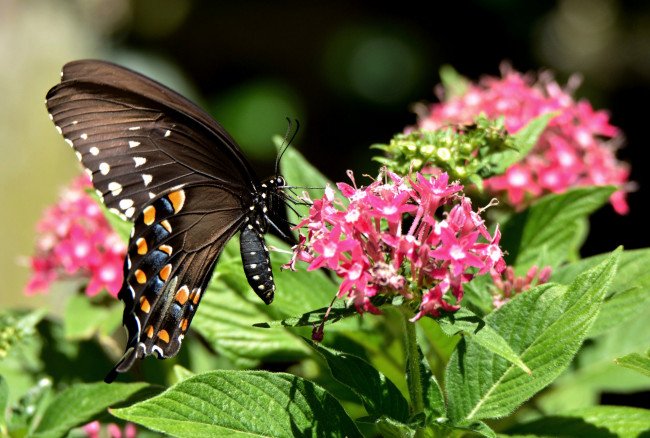 Обои картинки фото животные, бабочки,  мотыльки,  моли, бабочка