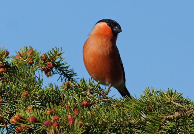 Обои картинки фото животные, снегири, птичка