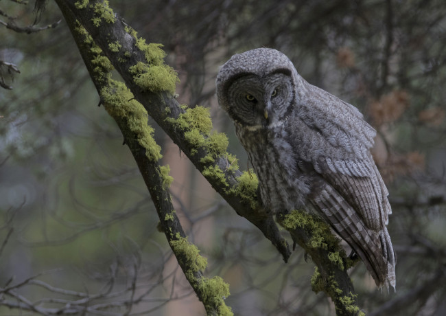 Обои картинки фото животные, совы, птичка