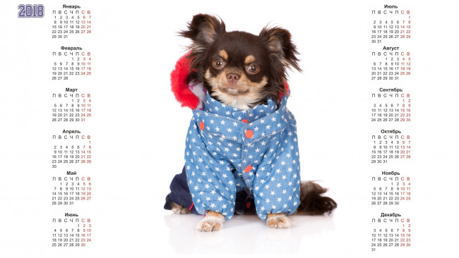 Обои картинки фото календари, животные, белый, фон, собака
