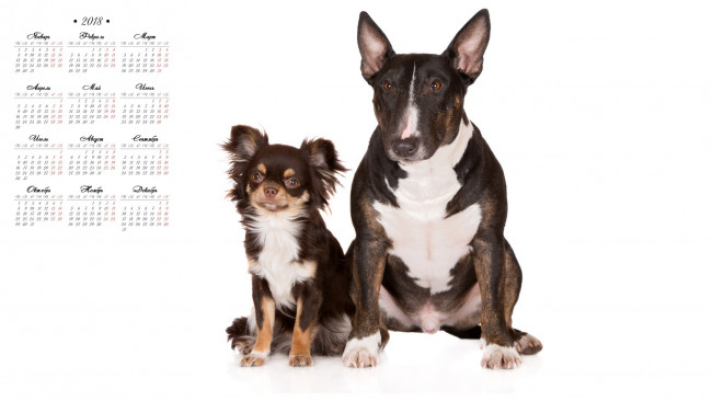 Обои картинки фото календари, животные, белый, фон, собака