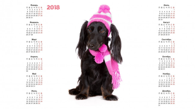 Обои картинки фото календари, животные, белый, фон, собака