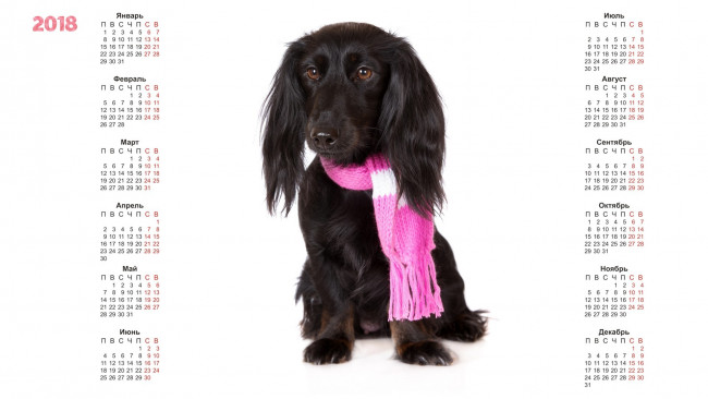Обои картинки фото календари, животные, белый, фон, собака