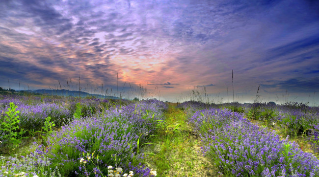 Обои картинки фото природа, луга, простор