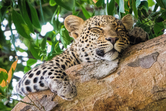 Обои картинки фото животные, леопарды, хищник