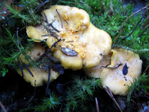 Картинка природа грибы лисички