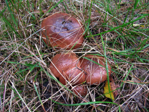 Картинка природа грибы маслята