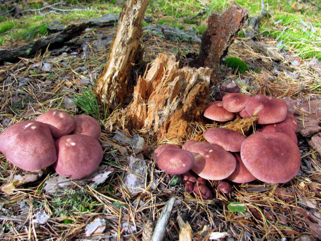 Обои картинки фото природа, грибы, грибная, семейка