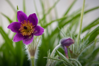 обоя цветы, анемоны,  сон-трава, весна, сон-трава