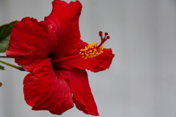 Картинка цветы гибискусы алый гибискус макро