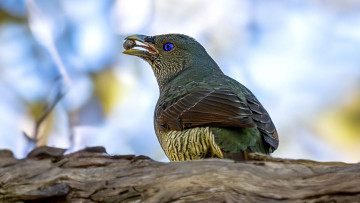 Картинка атласный+шалашник животные птицы атласный шалашник птица фауна дерево дикая природа клюв