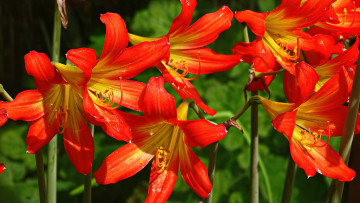 Картинка цветы лилии +лилейники лилейник