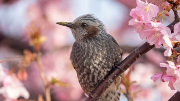 Картинка рыжеухий+бульбуль животные птицы рыжеухий бульбуль птица фауна дикая природа