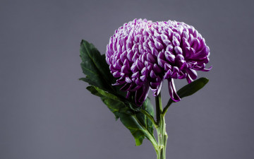 Картинка цветы хризантемы лиловая хризантема макро одиночка