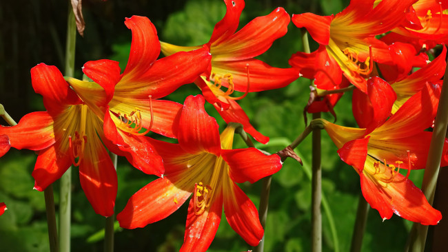 Обои картинки фото цветы, лилии,  лилейники, лилейник