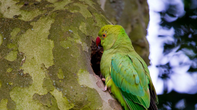 Обои картинки фото индийский кольчатый попугай, животные, попугаи, индийский, кольчатый, попугай, дикая, природа, фауна, птица