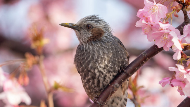 Обои картинки фото рыжеухий бульбуль, животные, птицы, рыжеухий, бульбуль, птица, фауна, дикая, природа