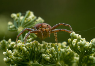 обоя животные, пауки, паук
