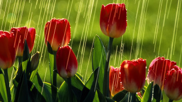 обоя цветы, тюльпаны, красные, дождь