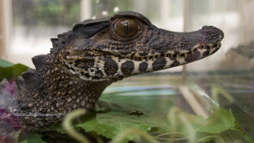 Картинка животные крокодилы крокодил